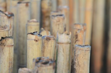 yumuşak odak kutbunda bambu