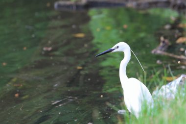 Gölde beyaz ak balıkçıl