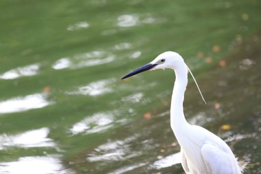 Gölde beyaz ak balıkçıl