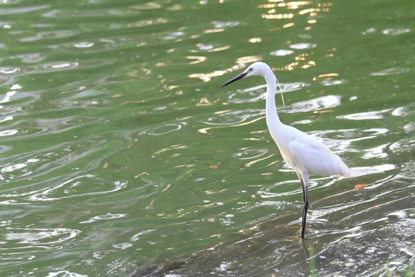 Белая цапля на озере — стоковое фото