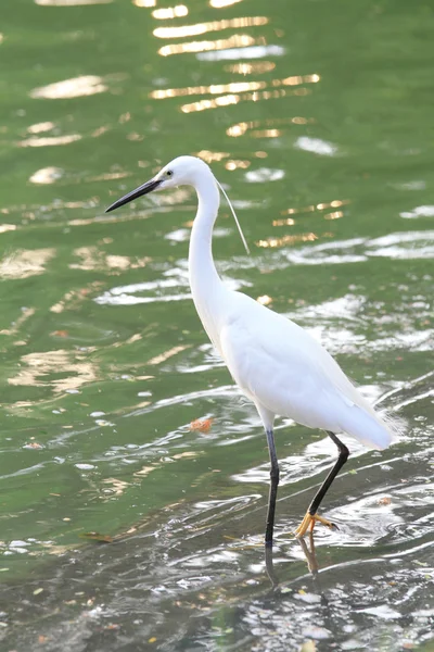 White egret at the lake — Stock Photo, Image
