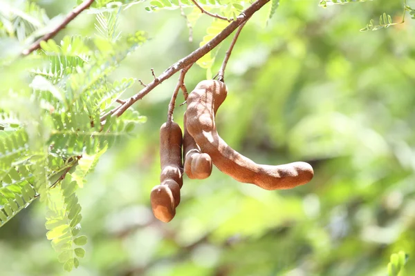 ताजे तामिरिंड — स्टॉक फोटो, इमेज