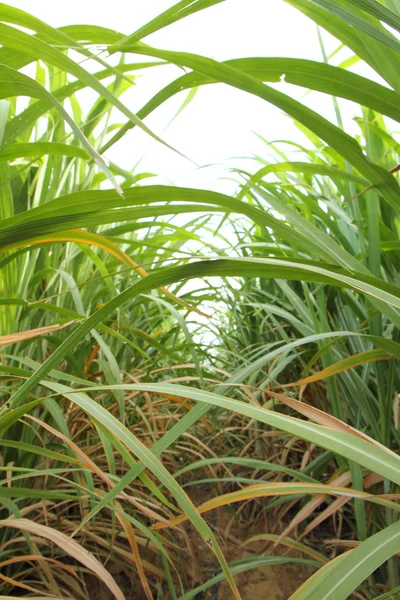 Space of sugarcane row — Stock Photo, Image