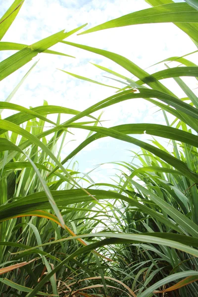 Space of sugarcane row — Stock Photo, Image