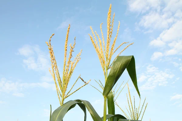 Corn flower — Stock Photo, Image