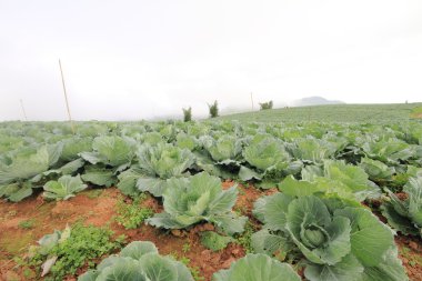 Alanında taze lahana