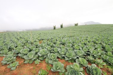 Alanında taze lahana