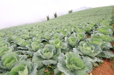 Alanında taze lahana