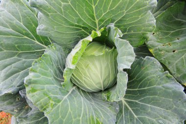 Alanında taze lahana