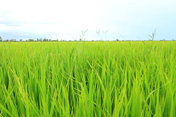 Fresh rice field — Stock Photo, Image