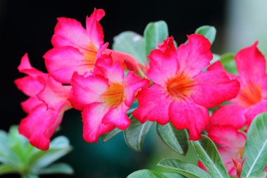 Pembe Adenium Obesum