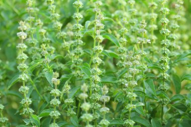 Kıllı fesleğen çiçek