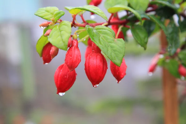 Fechar até flor vermelha — Fotografia de Stock