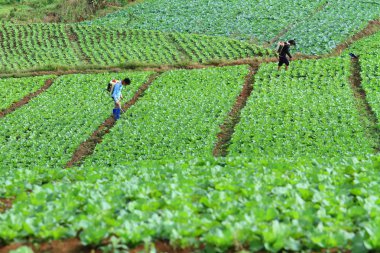 Kimliği belirsiz çiftçi püskürtücü onların lahana alan, Petchabun, Tayland