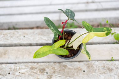 Yeni hibrit fabrikası Philodendron Jennifer var in the pot 