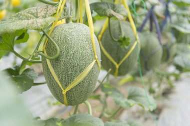 Serada taze yeşil karpuza yakın.