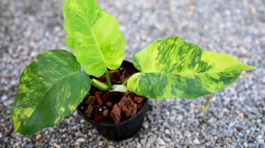 Taze melez Philodendron Florida güzelliğine yakın çekim x mayoi x Squamiferum    