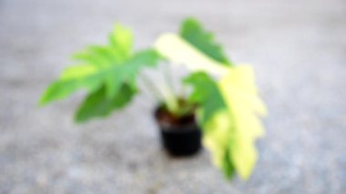 Taze Florida güzelliğine odaklan. Mayoi x radyum.    