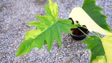 Taze Florida güzelliğine odaklan. Mayoi x radyum.    