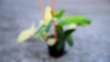 Yeni hibrit fabrikası Philodendron Billietiae x Florida Beautyin the pot 