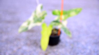 Yeni hibrit fabrikası Philodendron Billietiae x Florida Beautyin the pot 