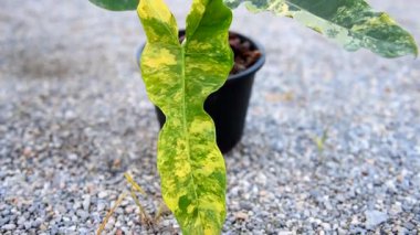 Yeni melez bitki Florida güzellik x Philodendron Black Billietiae in the pot 