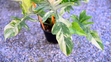 Philodendron Florida güzellik x mayoi 'nin taze yaprağına yakın.   