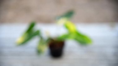 Yeni melez bitki Florida güzellik mayoi x Philodendron bilaretiae in the pot