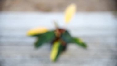 Philodendron sarı Kongo Orijinal varyasyonlu