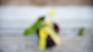 Philodendron Hybrid (Florida güzellik x Mayoi) x siyah billietiae