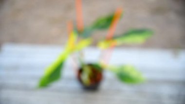 Florida güzelliğinin büyük formu saksıda x bobcee