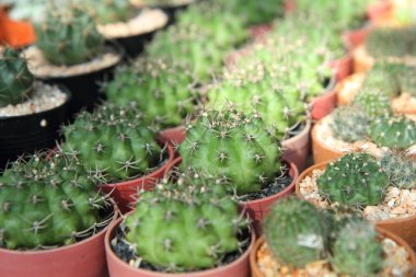 Yumuşak odak kaktüs