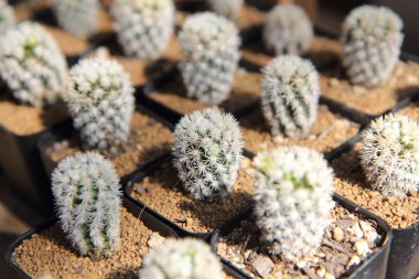 Yumuşak odak kaktüs