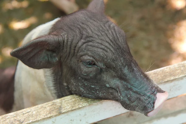 Cerdo en establo — Foto de Stock