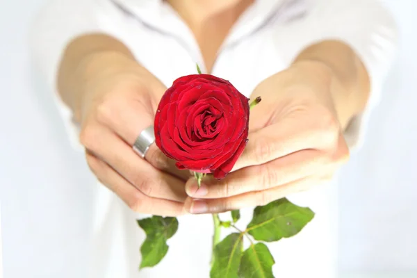 Rose for you — Stock Photo, Image