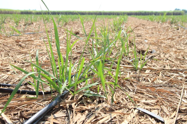 damlatma sulama borusu