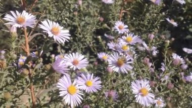 Aster çiçek ve arılar