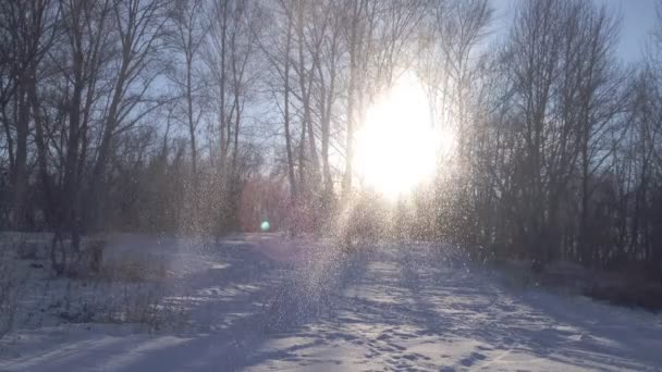 Солнечный зимний день в лесу — стоковое видео