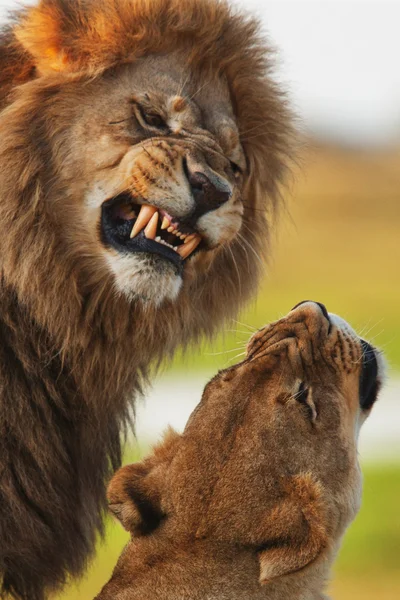 Leões em savana — Fotografia de Stock