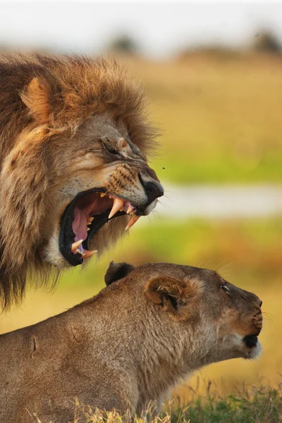 Leones en sabana — Foto de Stock