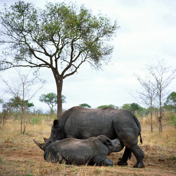 Rinoceronte con bebé — Foto de Stock