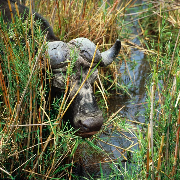 Buffalo in savannah — Stockfoto