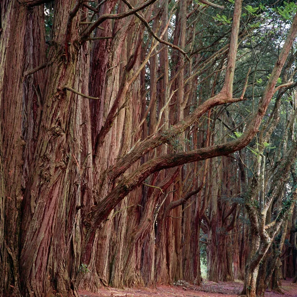 Bosque en tanzania — Foto de Stock