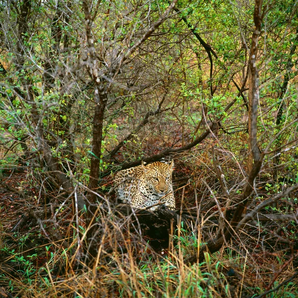 Leopard in Südafrika — Stockfoto