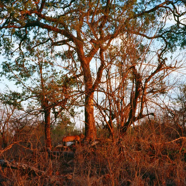 Leopard v Jižní Africe — Stock fotografie