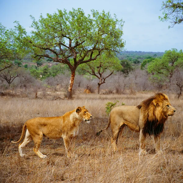 Leões em savana — Fotografia de Stock