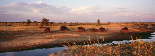 Gruppe von Nilpferden — Stockfoto