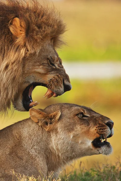Savannah aslanlar — Stok fotoğraf