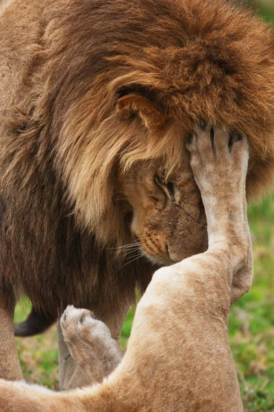 Löwen in der Savanne — Stockfoto