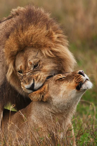 Lions in savannah — Stock Photo, Image
